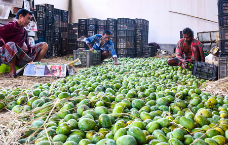 Indian mangoes prove a hit in Washington