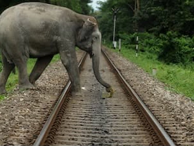 AI surveillance helps prevent elephant deaths on Coimbatore railway stretch